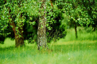 Birch tree growing on the meadow