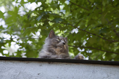 Low angle view of cat on tree