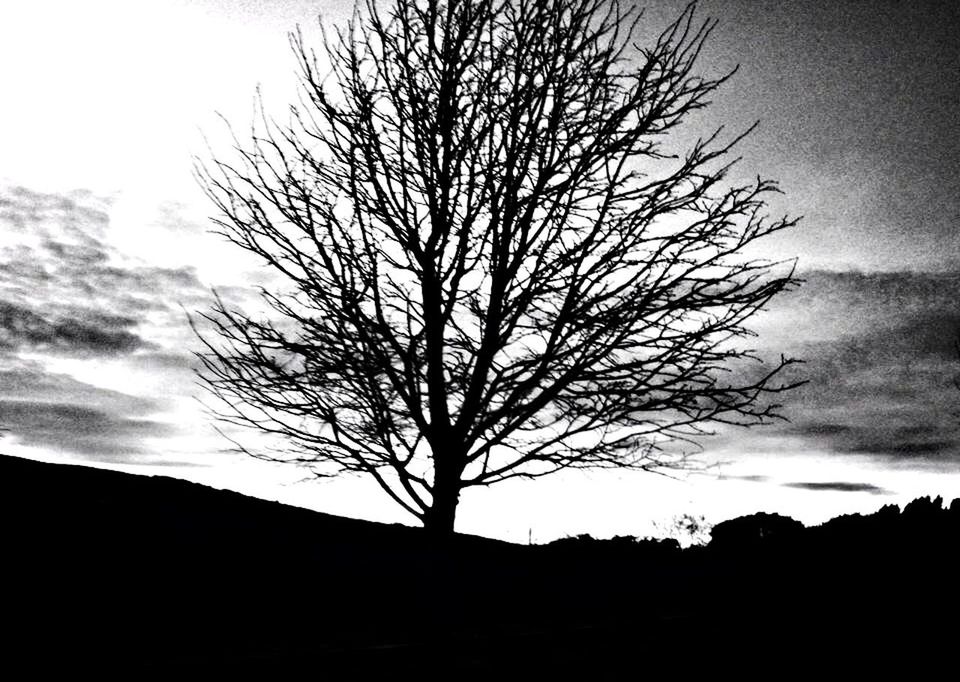 bare tree, sky, branch, tree, low angle view, nature, tranquility, silhouette, cloud - sky, beauty in nature, dead plant, tranquil scene, tree trunk, scenics, dusk, outdoors, no people, growth, cloud, dried plant