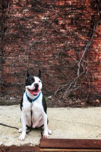 Dog sitting on wall