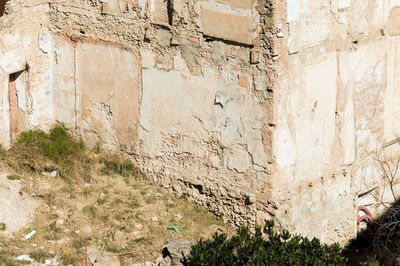 Low angle view of plants against wall