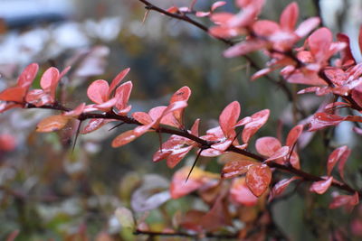 Close-up of red flowers blooming on tree