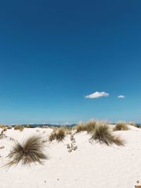 Plants on beach against blue sky