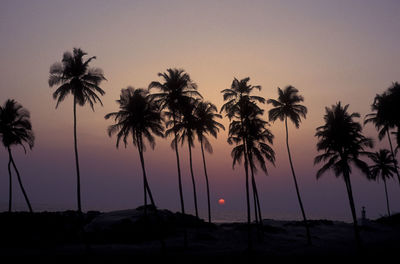 Silhouette palm tree at sunset