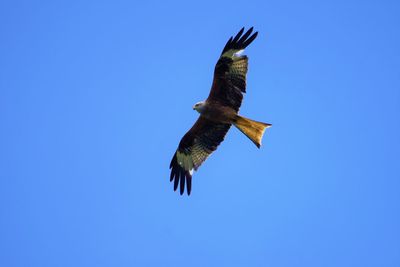 Low angle view of eagle flying in sky