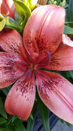 Close-up of pink flower