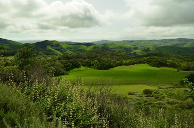 Scenic view of trees on field against sky