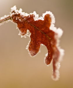 Close-up of frozen plant during winter