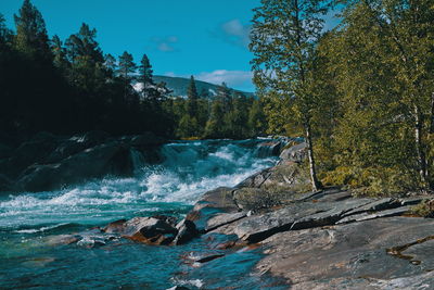 Scenic view of waterfall in forest