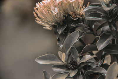 Close-up of wilted flowering plant