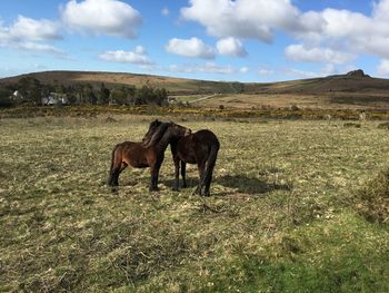 Horses grazing on field