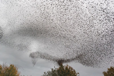 Low angle view of bird against sky