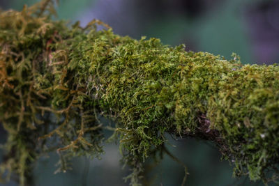 Close-up of moss growing in lake