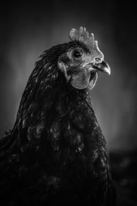 Close-up of a bird