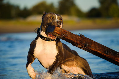 American pit bull terrier carrying wood in mouth while walking in lake