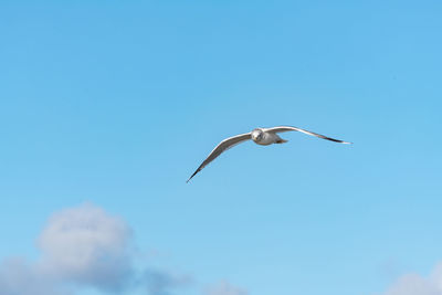 Low angle view of seagull flying