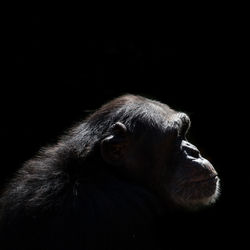 Close-up of monkey over black background