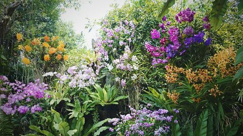 Purple flowers growing on tree