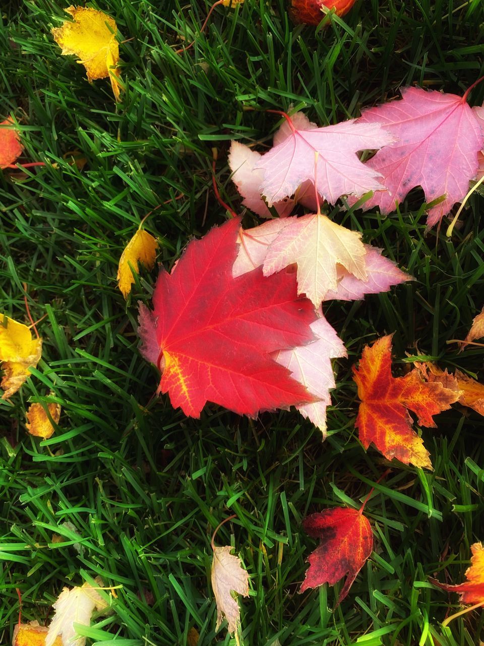 plant, leaf, plant part, autumn, nature, beauty in nature, flower, growth, fragility, high angle view, land, day, field, grass, no people, orange color, close-up, maple leaf, outdoors, falling, petal, leaves, red, green, tree, freshness, flowering plant, tranquility, yellow