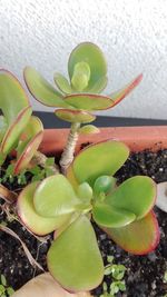 Close-up of cactus plant