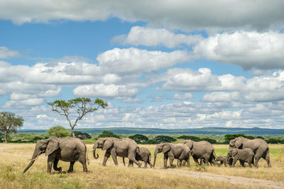 Elephants on field against sky