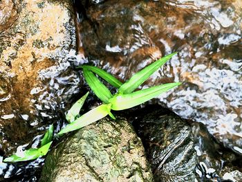 Close-up of plant