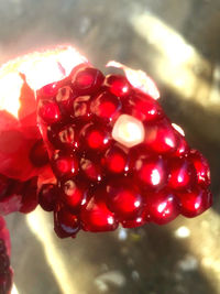 Close-up of red berries