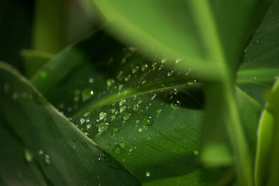 Close-up of wet plant leaves during rainy season