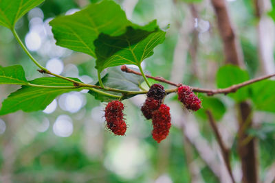 Close-up of berries growing on plant