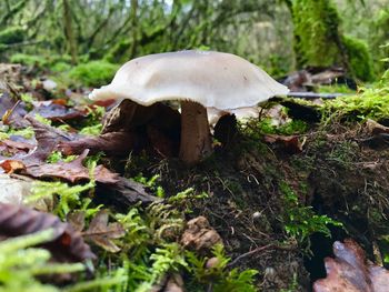 Close-up of mushroom in forest