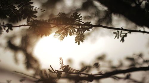 Low angle view of silhouette plant against sky