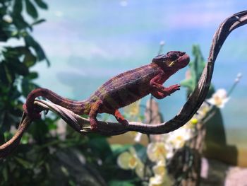 Close-up of lizard on branch against sky