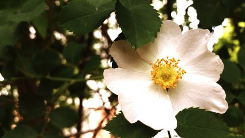 Close-up of white flower