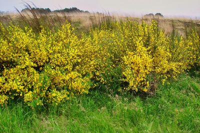 Yellow flowering plants on field