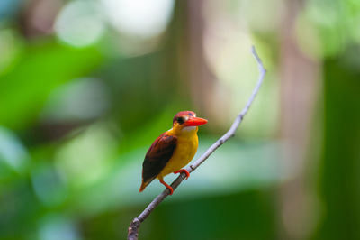 Close-up of bird perching on branch