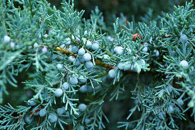 Close-up of pine cones growing on tree