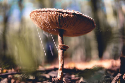 Close-up of mushroom growing on land