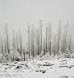 winter