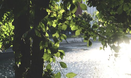 Close-up of fresh green plants against wall in city