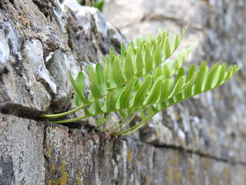 Close-up of leaf on rock