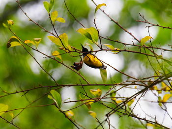 Close-up of bird perching on branch