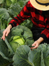 Woman picking cabbage vegetable at field. female farmer working at organic farm. harvesting