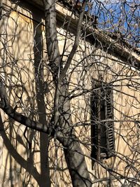 Low angle view of bare tree against building