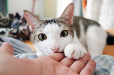 Close-up of hand holding cat