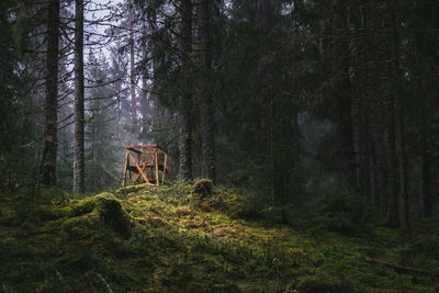 Old ruin amidst trees in forest
