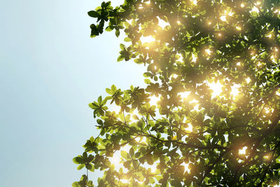 Low angle view of tree against sky