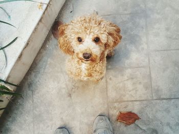 High angle portrait of dog on floor