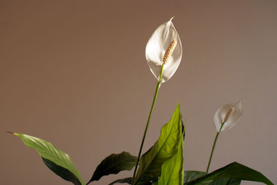 Close-up of peace lily plant
