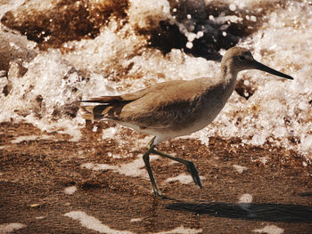 Side view of a bird in water