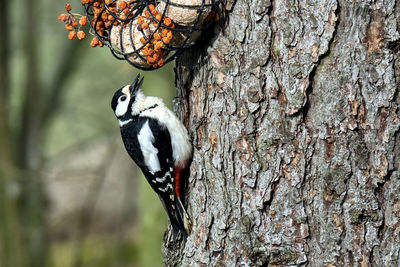 Close-up of a bird on tree trunk